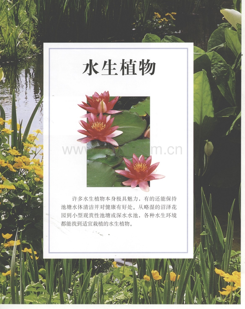 世界园林植物与花卉百科全书 10 水生植物.pdf_第1页