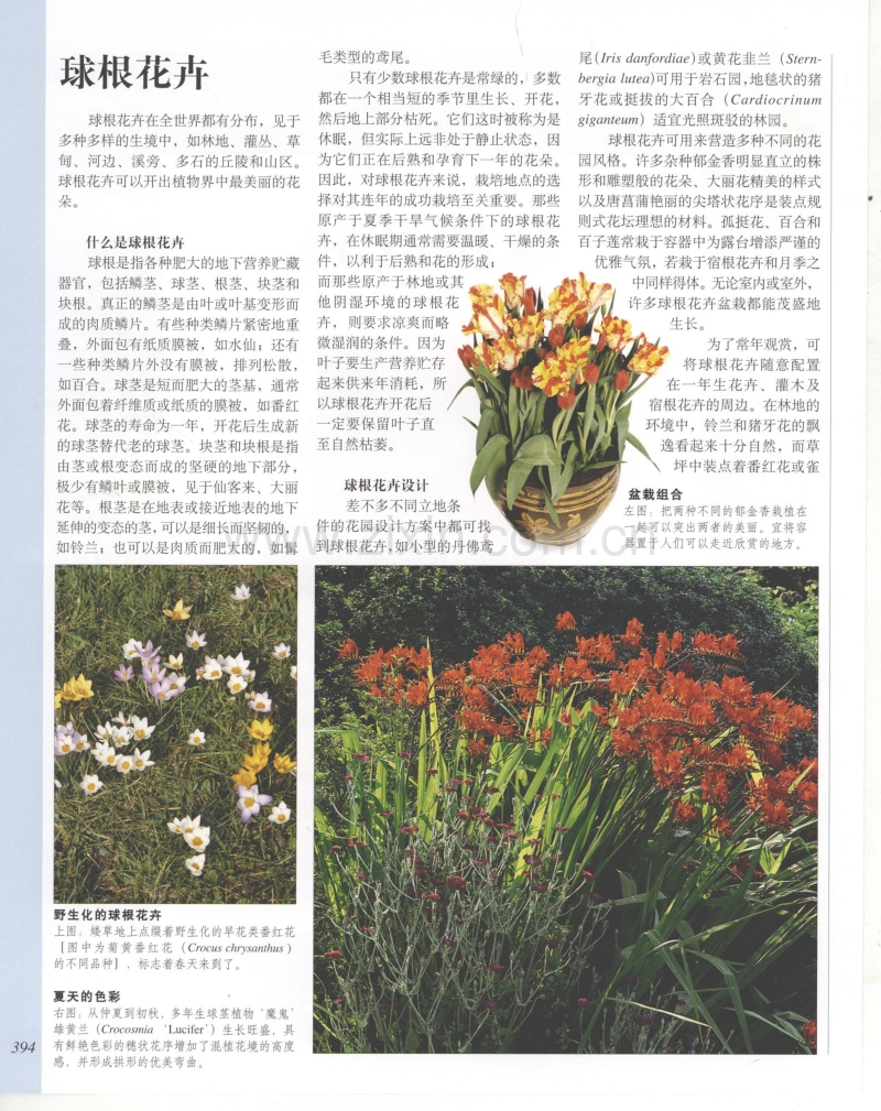 世界园林植物与花卉百科全书 9 球根花卉.pdf_第2页