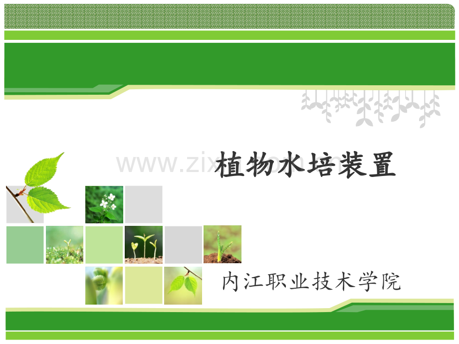 植物水培装置.ppt_第1页
