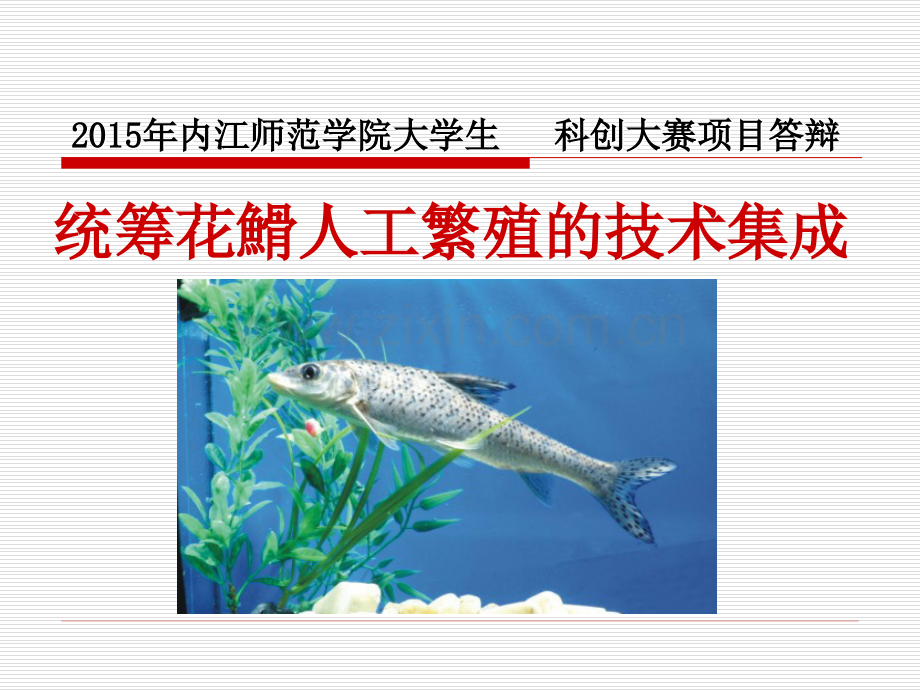 统筹花䱻人工繁殖的技术集成.ppt_第1页