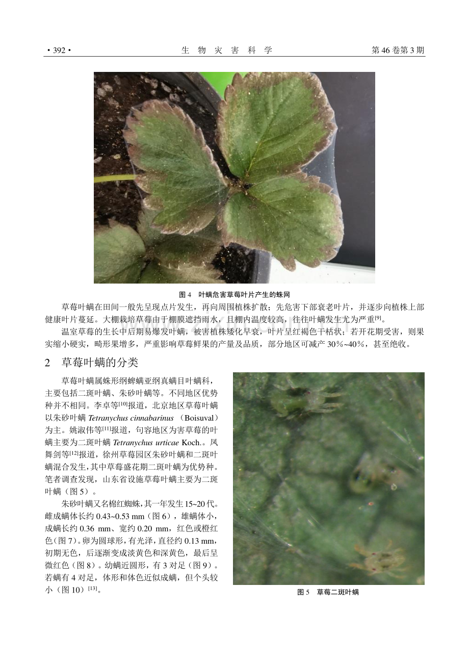 草莓叶螨的研究现状与展望.pdf_第3页