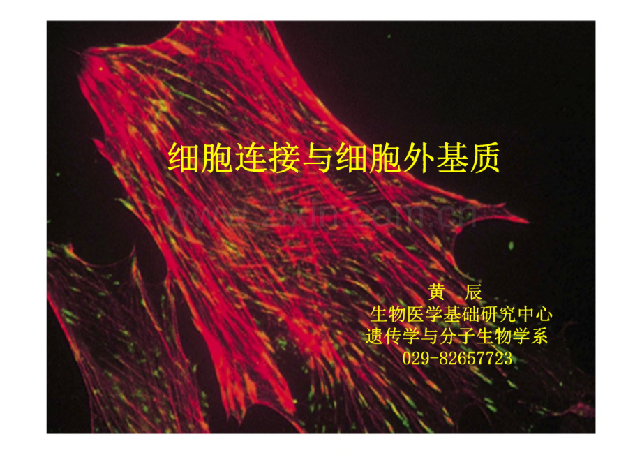 细胞生物学-细胞连接与细胞外基质.pdf_第1页