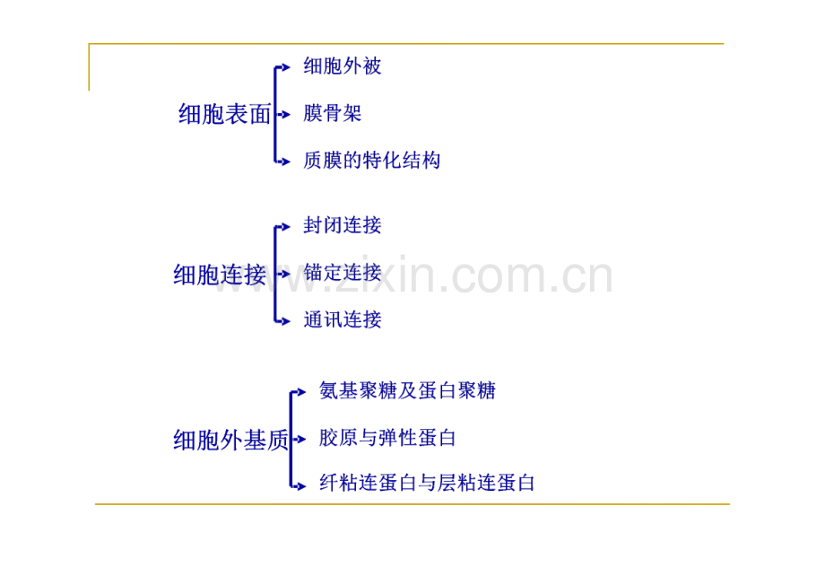 细胞生物学-细胞连接与细胞外基质.pdf_第2页