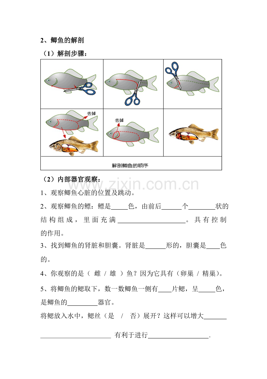 《观察和解剖鲫鱼》实验报告.doc_第2页