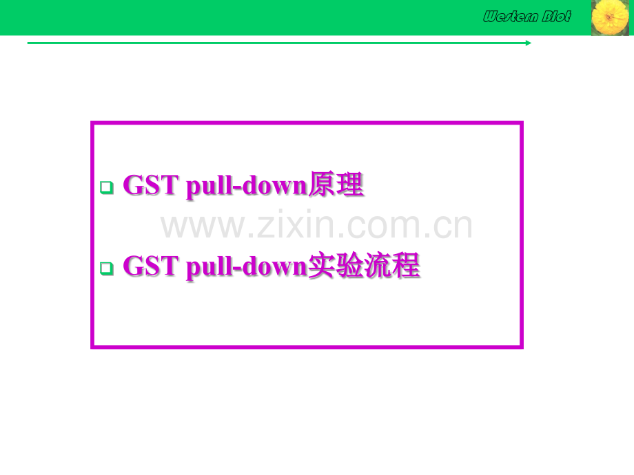 GST-pull-down实验技术.ppt_第2页