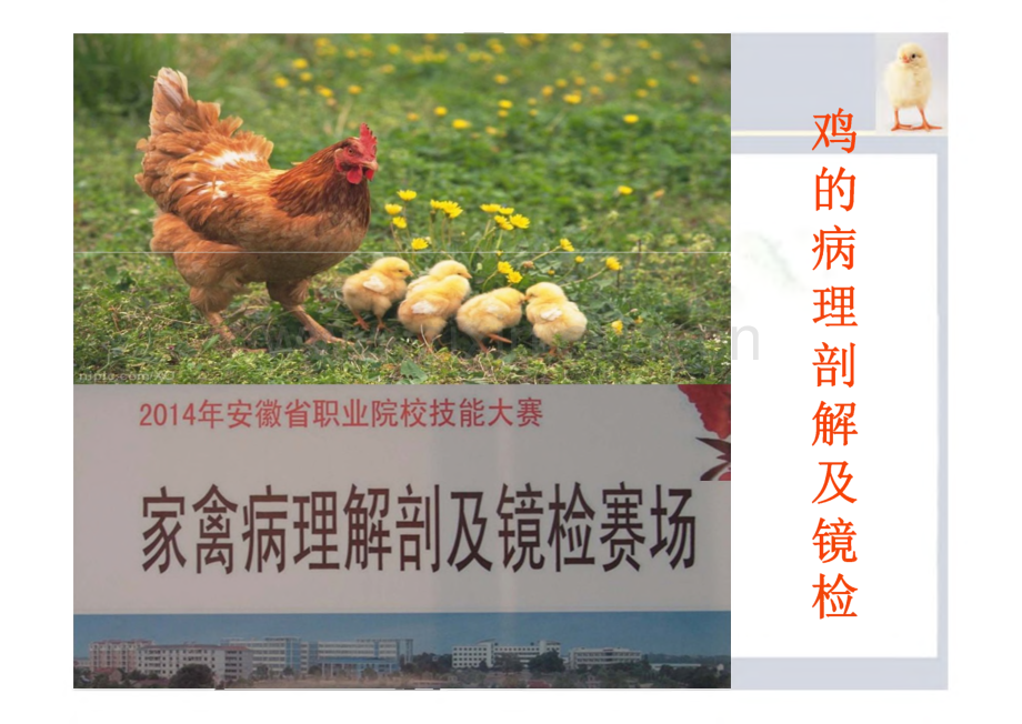 鸡病理解剖及镜检.pdf_第2页