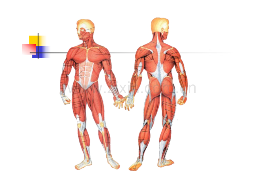 《运动解剖学》-肌学.pdf_第2页