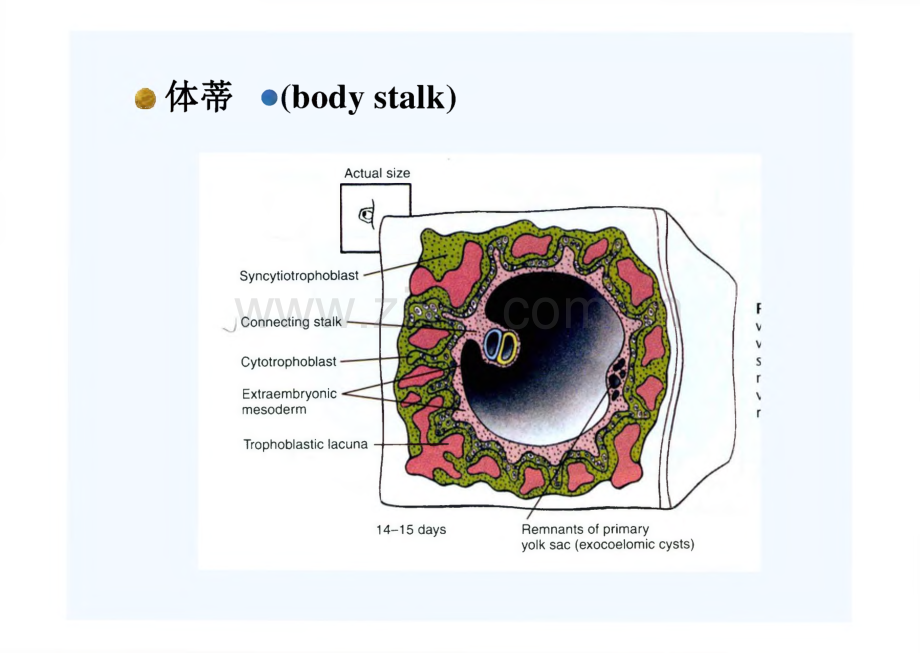 组织学与胚胎学胚胎学_课件-体蒂.pdf_第2页
