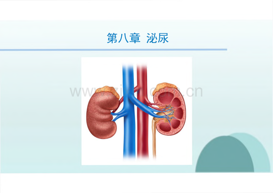 生理学教学课件08泌尿.pdf_第1页