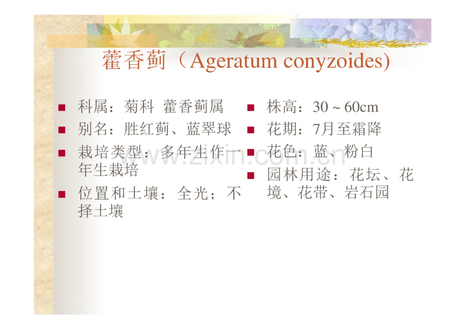 园林花卉学 第二版 课件 藿香蓟、鸡冠花、金鱼草.pdf_第1页