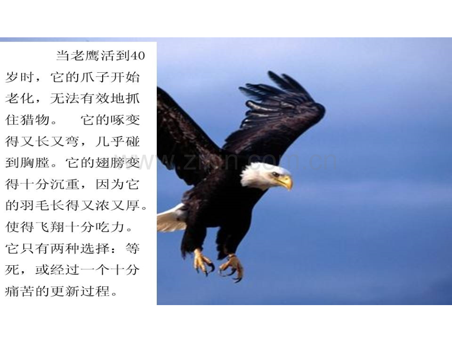 班组长职业发展规划.pptx_第2页