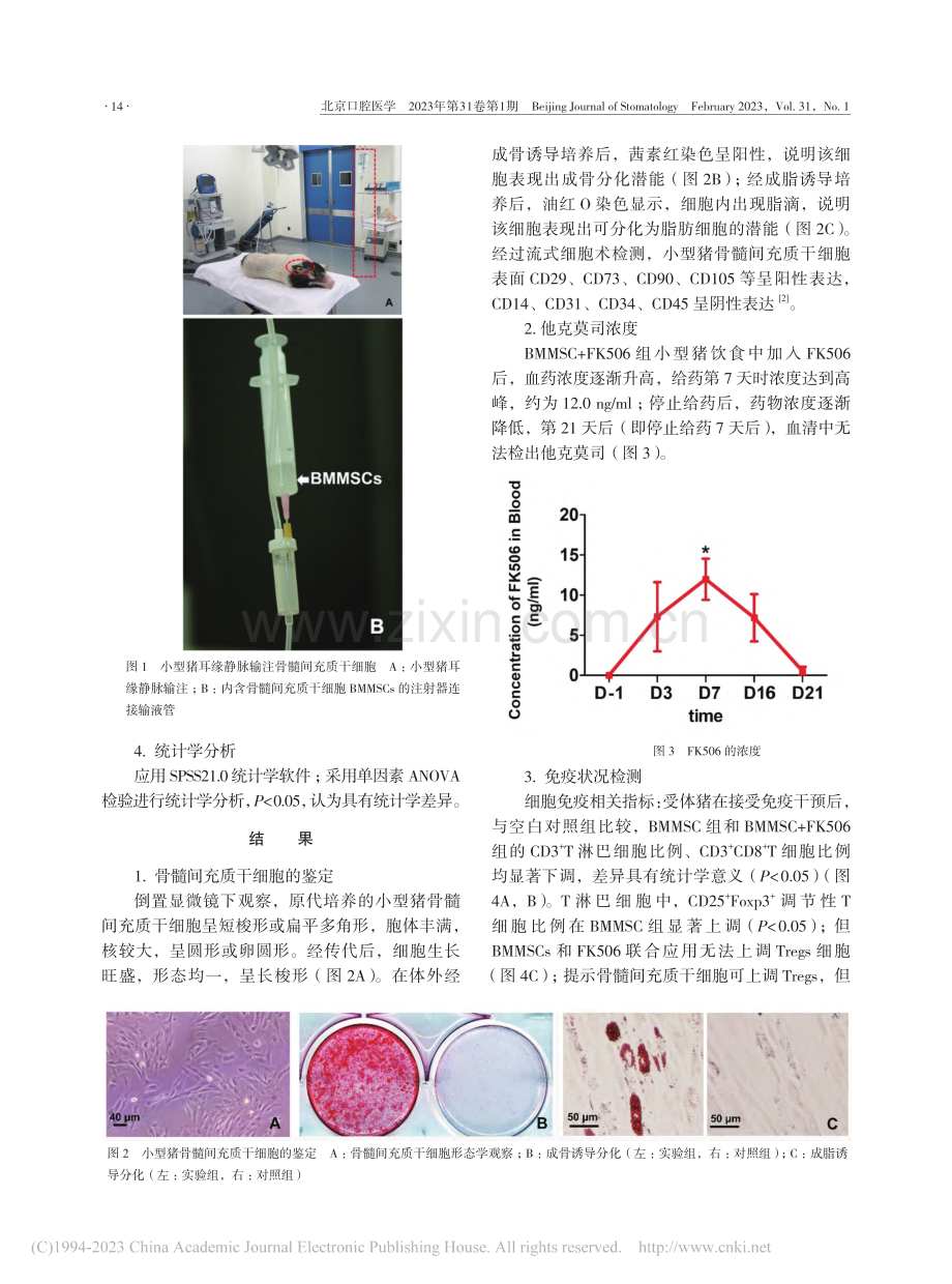 间充质干细胞在小型猪重组牙...种异体移植中的免疫调节作用_吴志芳.pdf_第3页