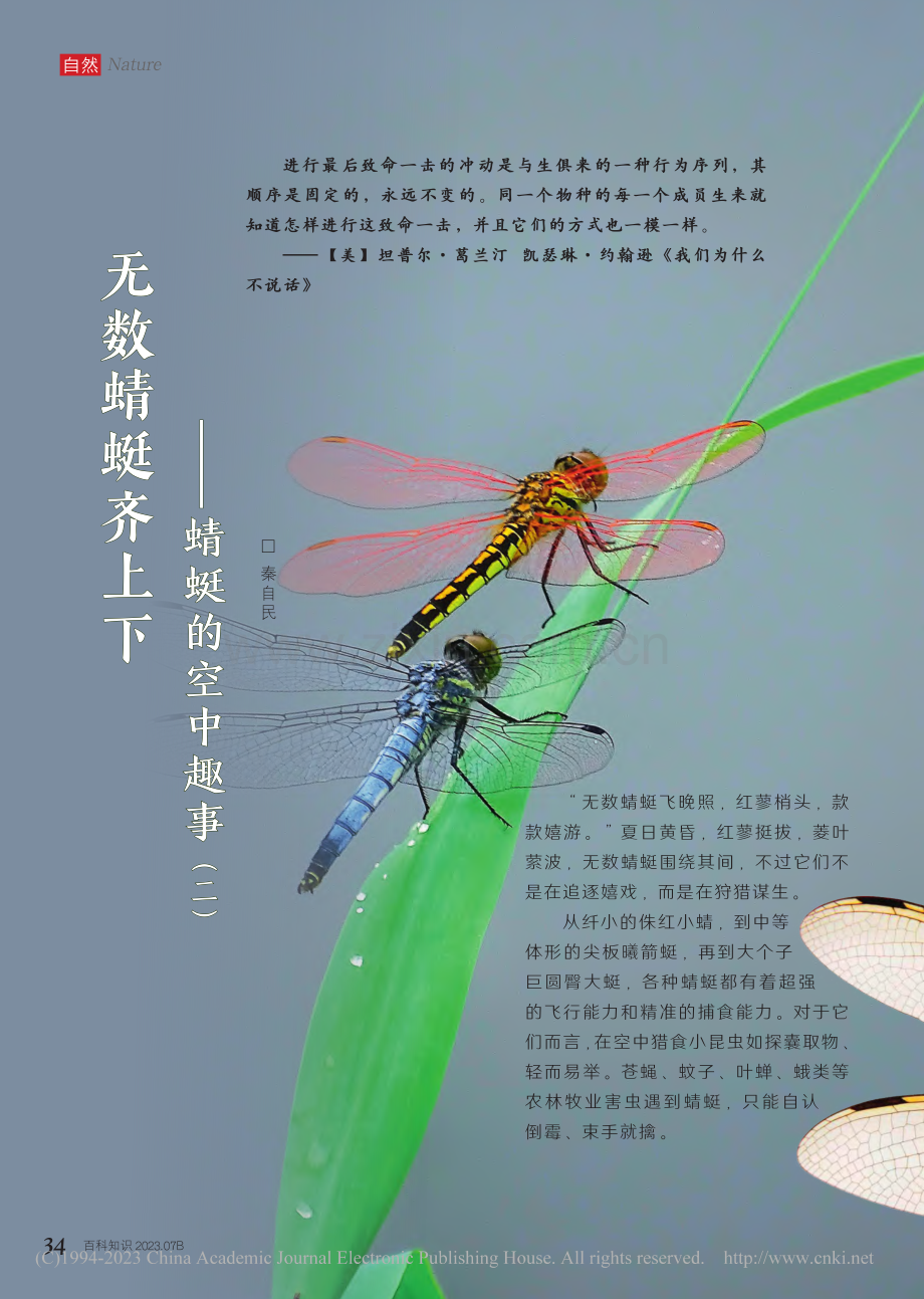 34-39 无数蜻蜓齐上下——蜻蜓的空中趣事(二)_秦自民.pdf_第1页