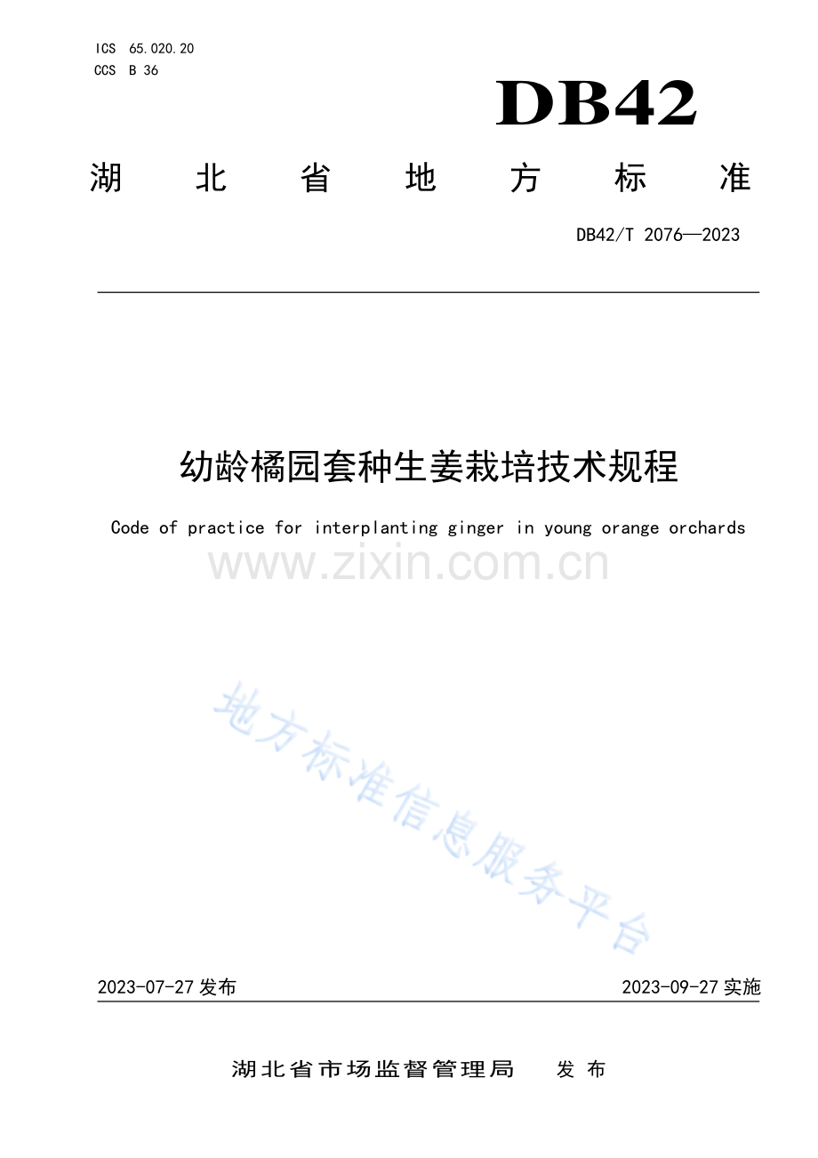 DB42T2076-2023幼龄橘园套种生姜栽培技术规程.pdf_第1页