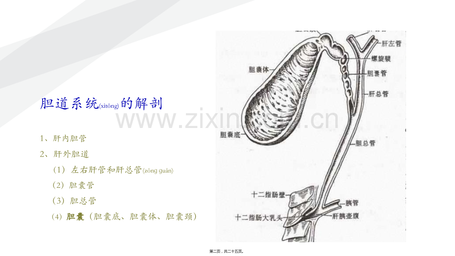 胆石症正稿ppt.pptx_第2页