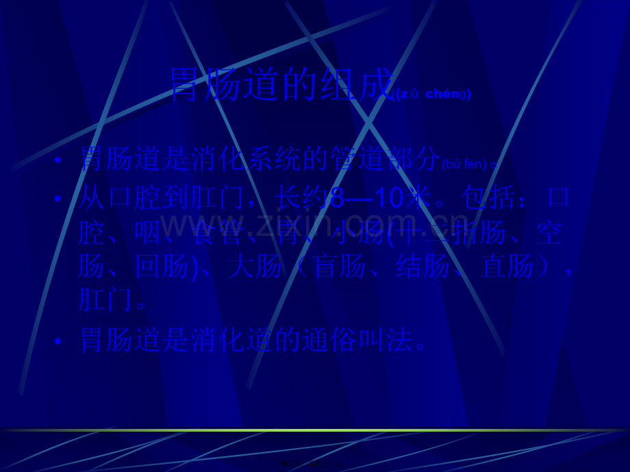 肠道的结构功能与微生态.ppt_第2页