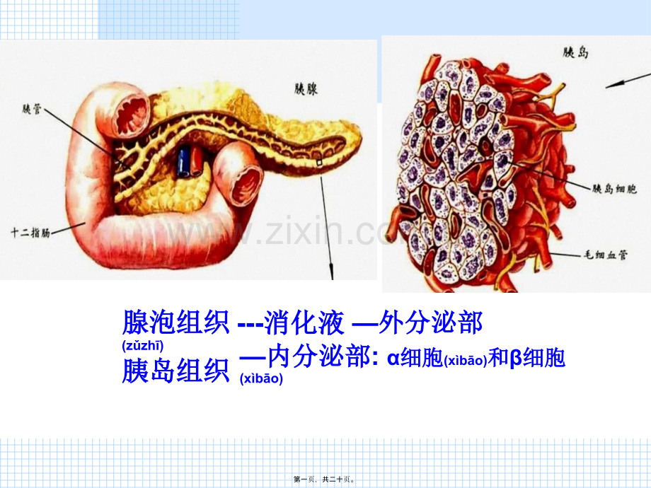 胰岛素和胰高血糖素.ppt_第1页