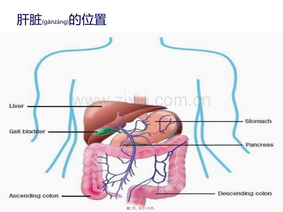 肝病与干扰素的联系-河南乙肝医院讲诉.ppt_第2页