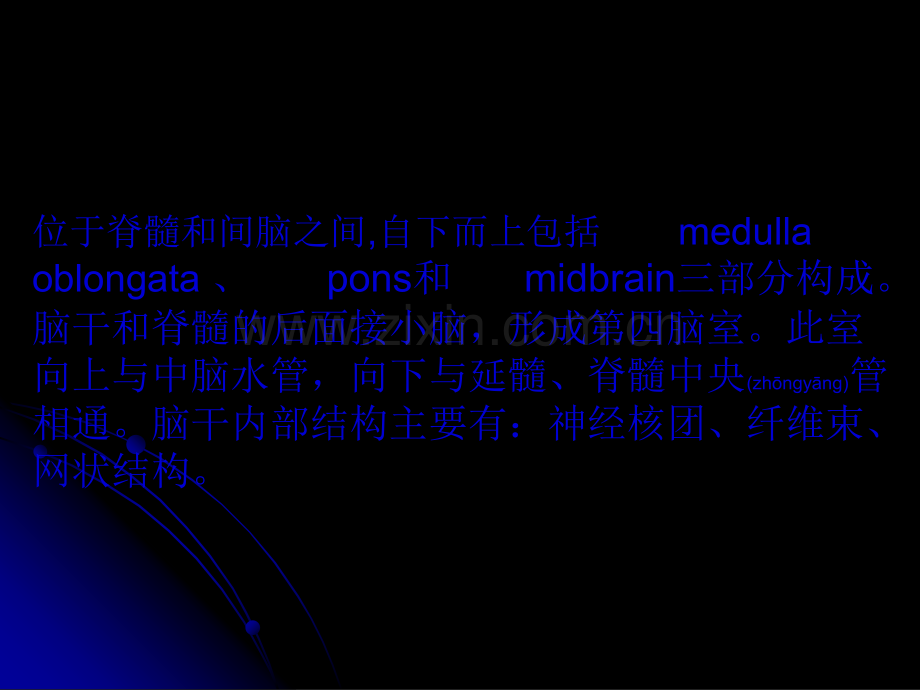 脑干brain-stem幻灯片.ppt_第1页