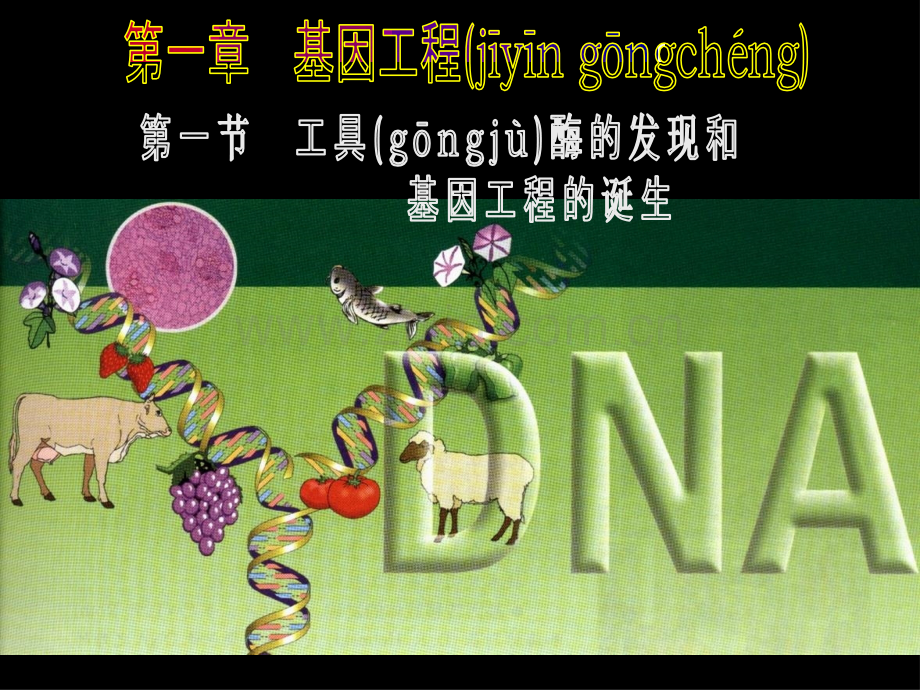 人和动物体内三大营养物质的代谢.ppt_第1页