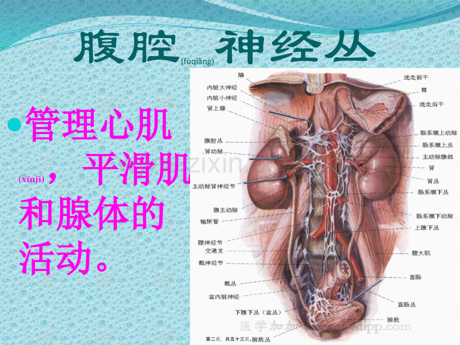 五脏六腑的功能.pptx_第2页