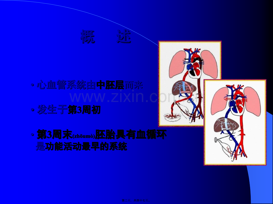 人体组织学和胚胎学(之心脏发生).ppt_第2页