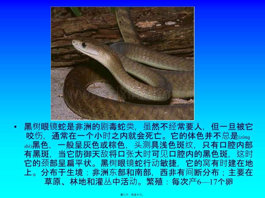 世界毒蛇大全图.ppt_第2页