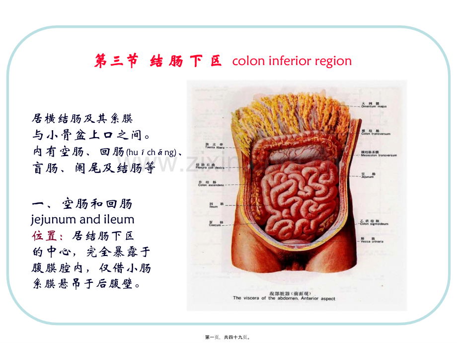 人体结构-腹部3.ppt_第1页