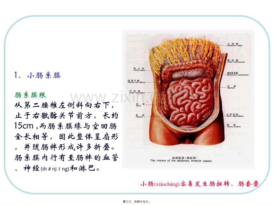 人体结构-腹部3.ppt_第2页