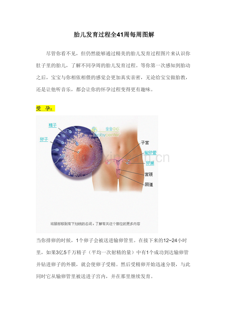 胎儿发育过程全41周图解.docx_第1页