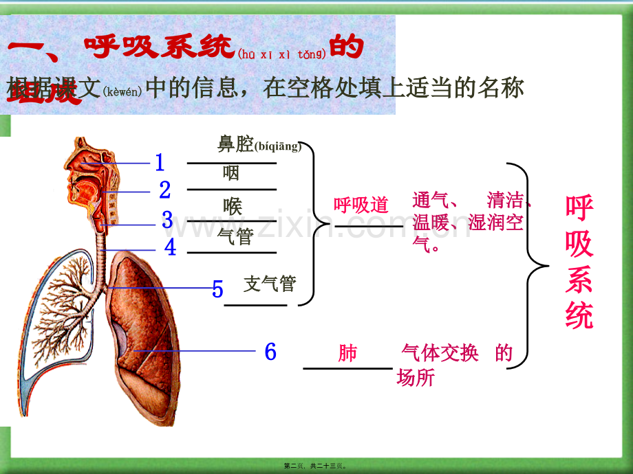 人体的呼吸PPT.ppt_第2页