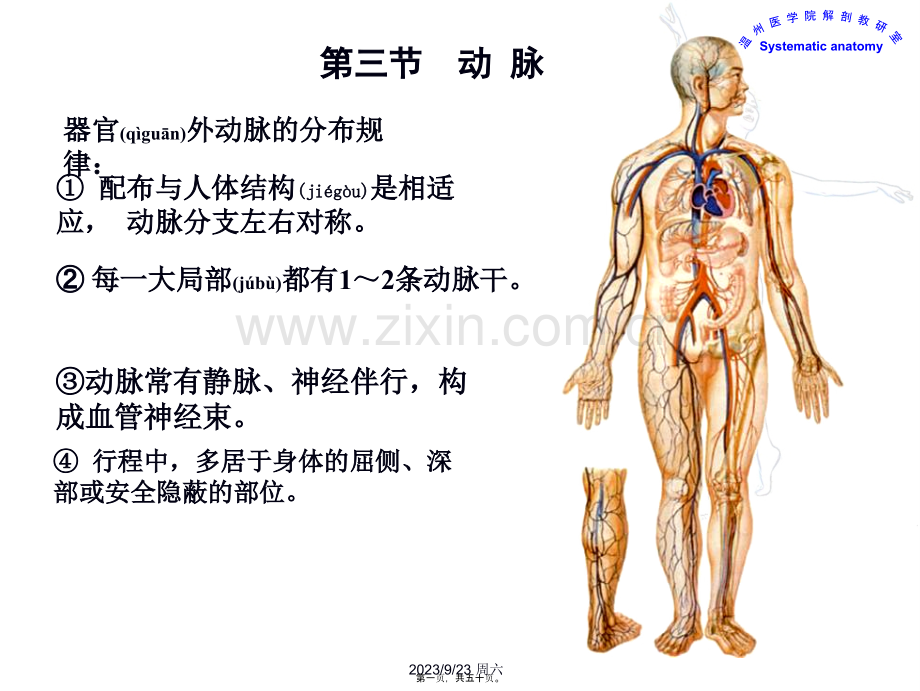 脉管系统--动脉.ppt_第1页
