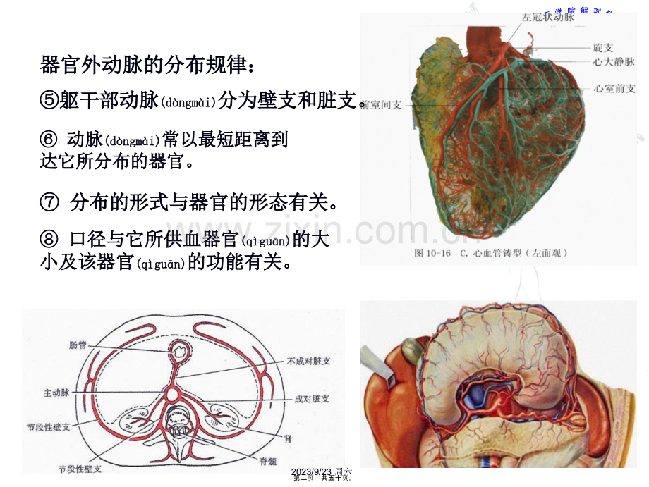 脉管系统--动脉.ppt_第2页