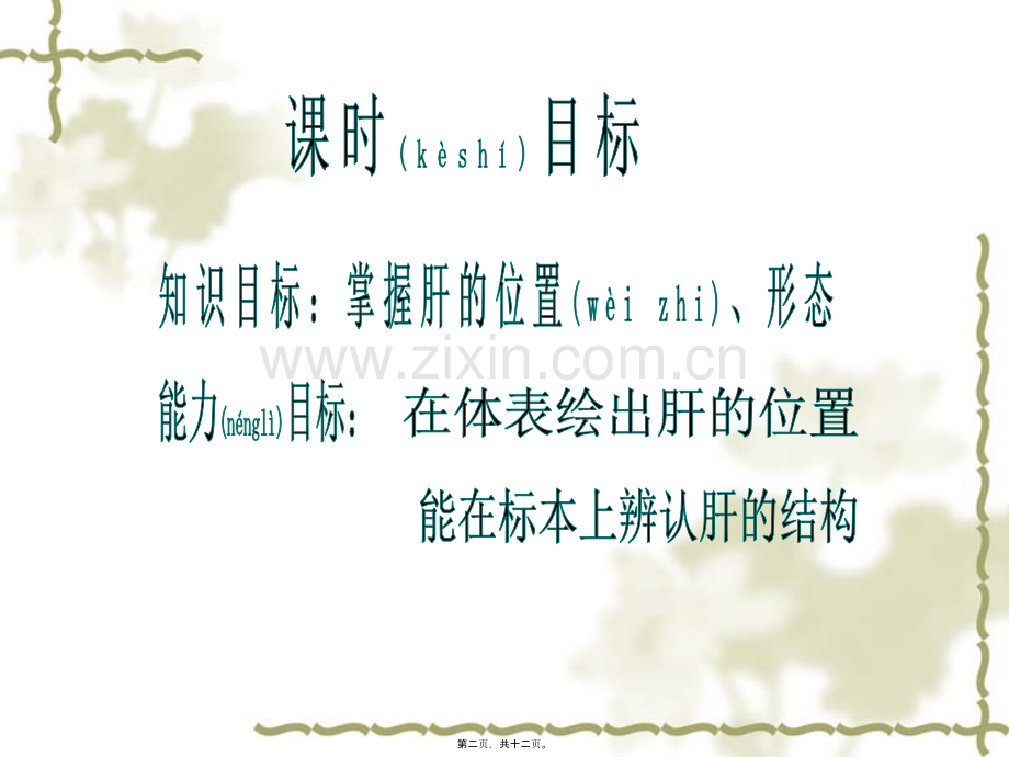 肝位置形态泰护唐综述.ppt_第2页