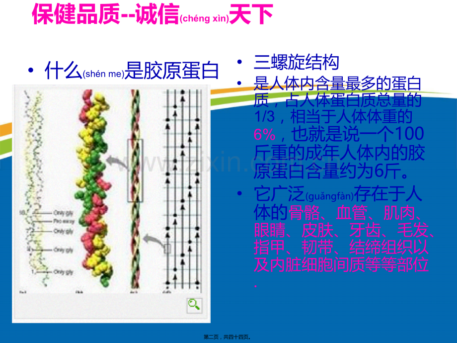 胶原蛋白.ppt_第2页