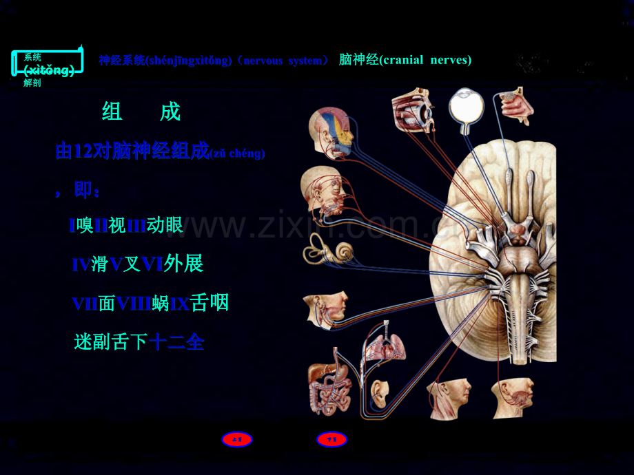 脑神经8上课.ppt_第2页