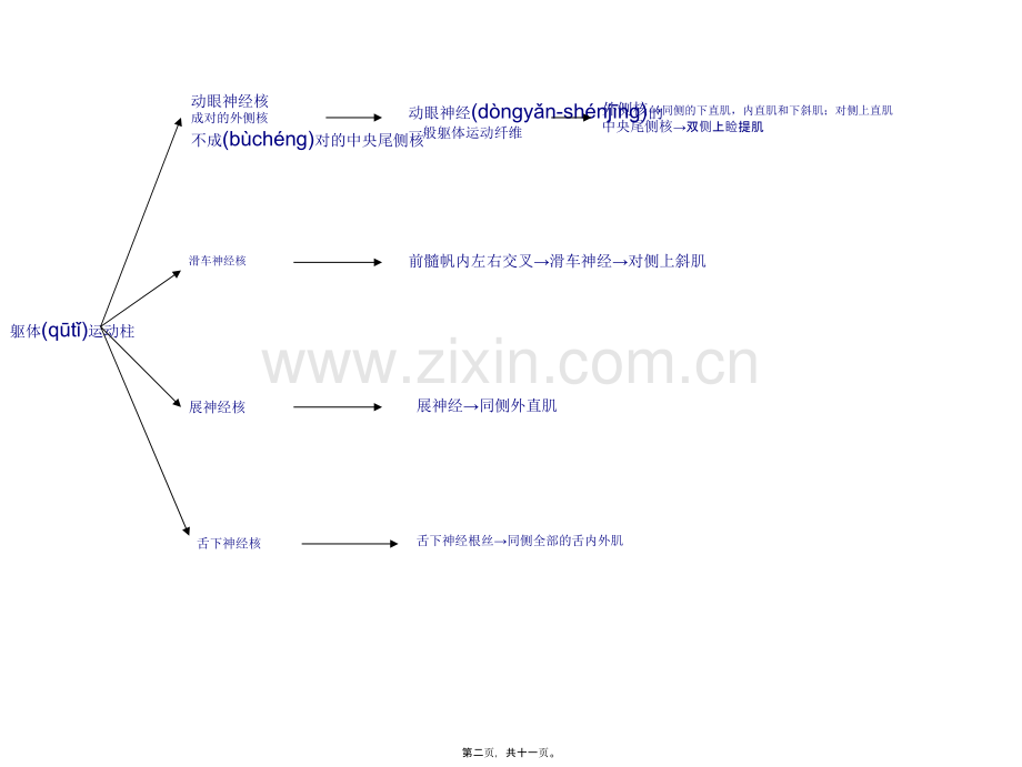脑干的脑神经核.ppt_第2页