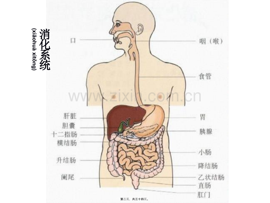 丙谷胺胃泌素受体阻断药三.ppt_第2页