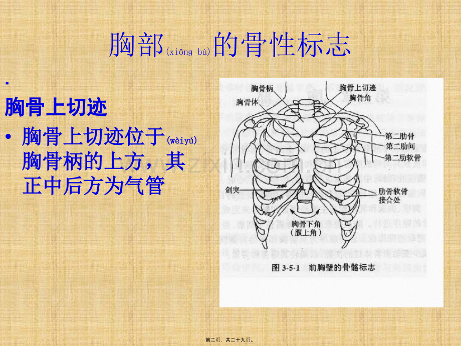 胸部的骨与关节.pptx_第2页