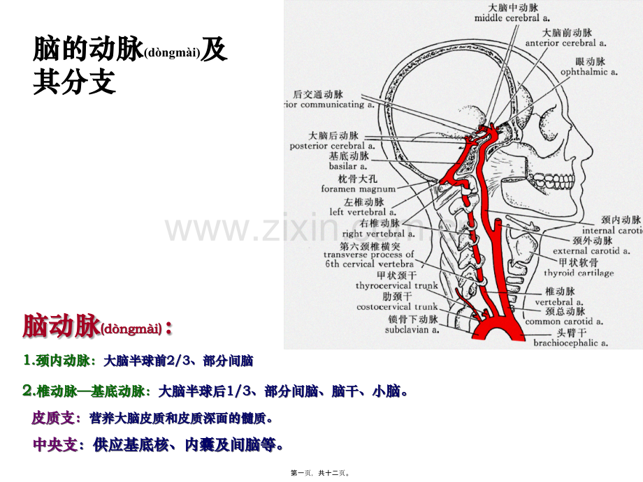 脑血管和其分支.ppt_第1页