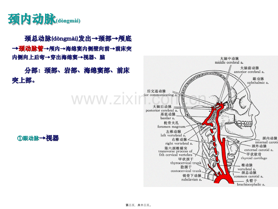 脑血管和其分支.ppt_第2页