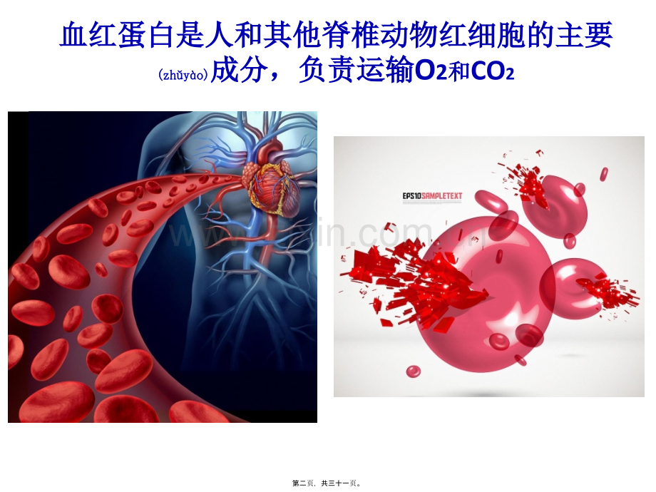 上课：课题3--血红蛋白的提取和分离.pptx_第2页