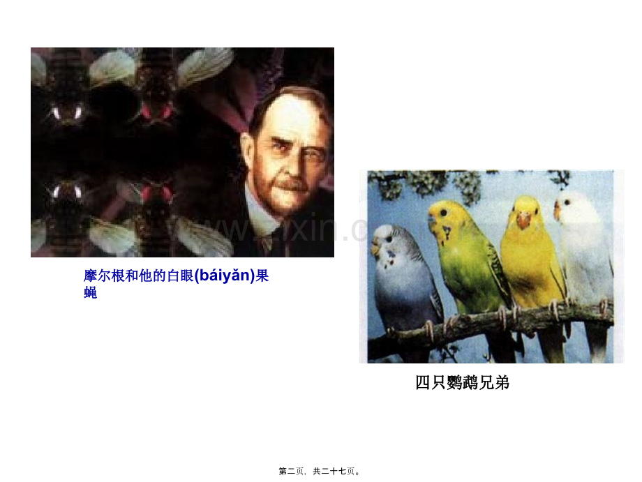 胸腺嘧啶或腺嘌呤D.ppt_第2页
