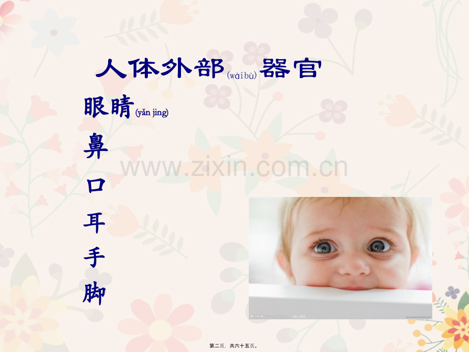 人体的外部结构.pptx_第2页