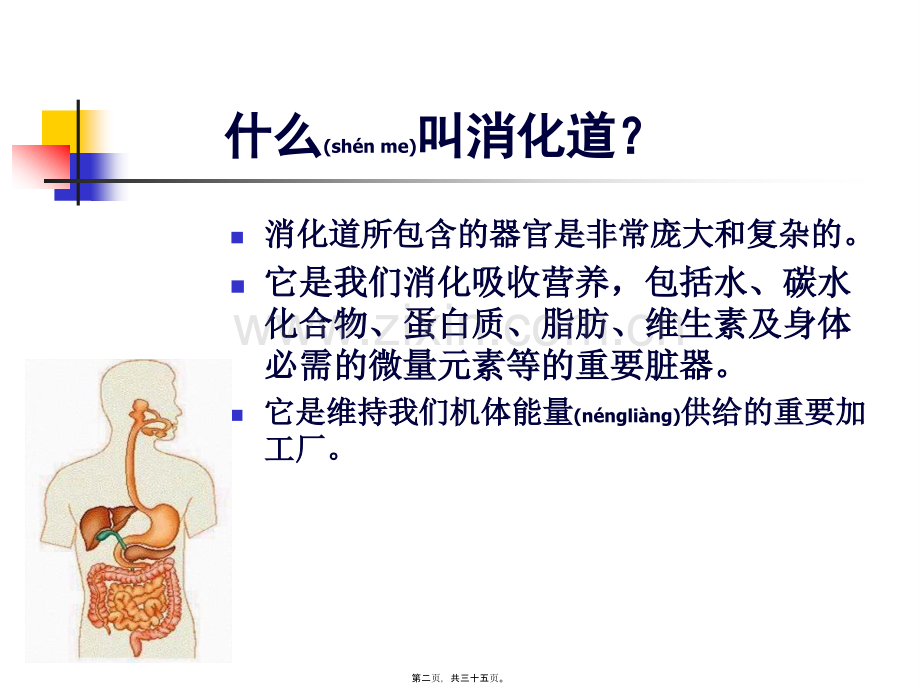 胃肠健康谁做主.ppt_第2页