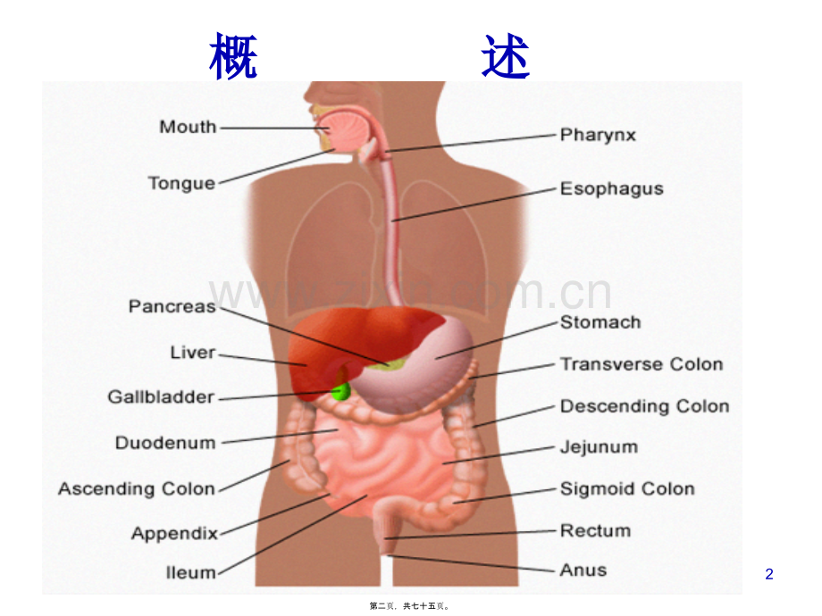 肝性脑病-山东大学课程中心.ppt_第2页
