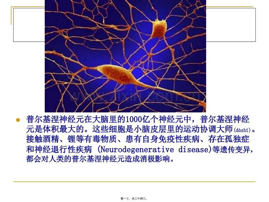 人体显微照片.ppt_第1页
