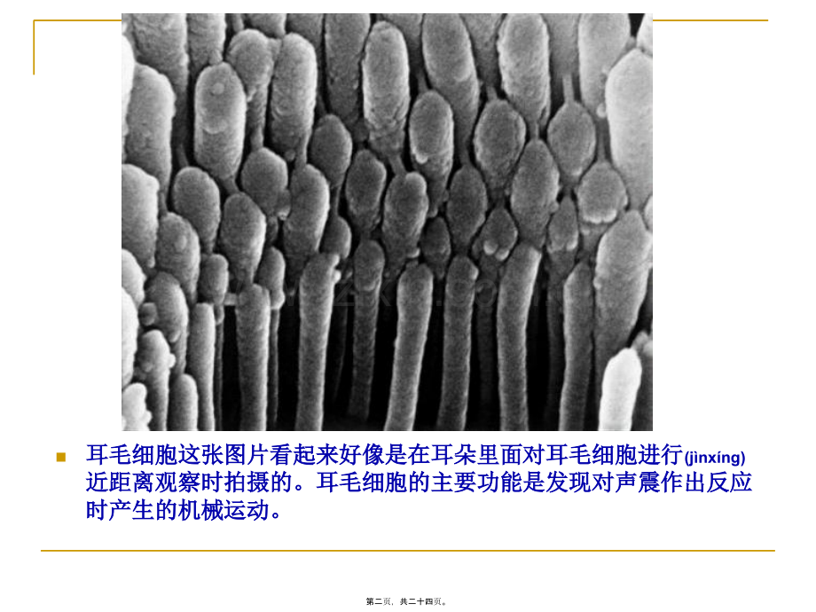 人体显微照片.ppt_第2页