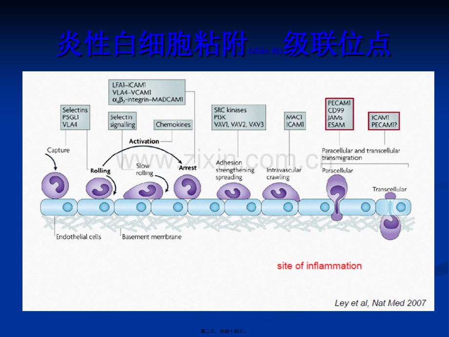 中性粒细胞：免疫.ppt_第2页