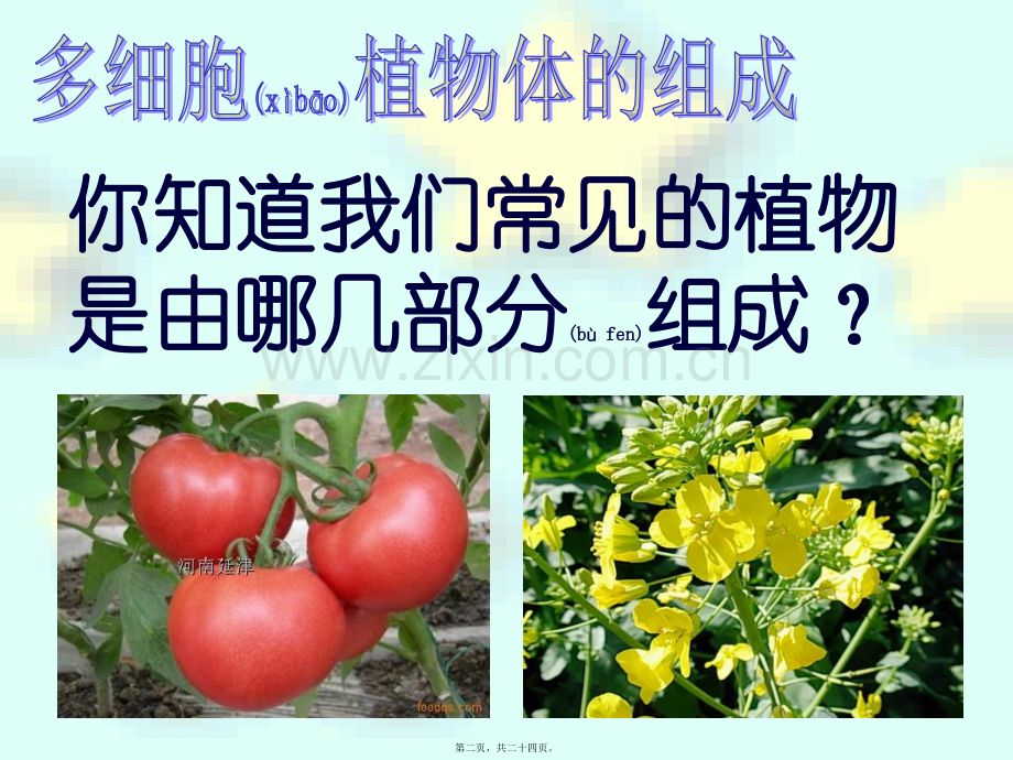 人体的组成肌肉组织结缔组织上皮组织神经组织.ppt_第2页